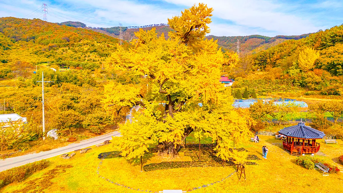 부여 주암리 은행나무 전경