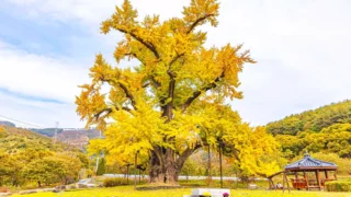 주암리 은행나무 모습