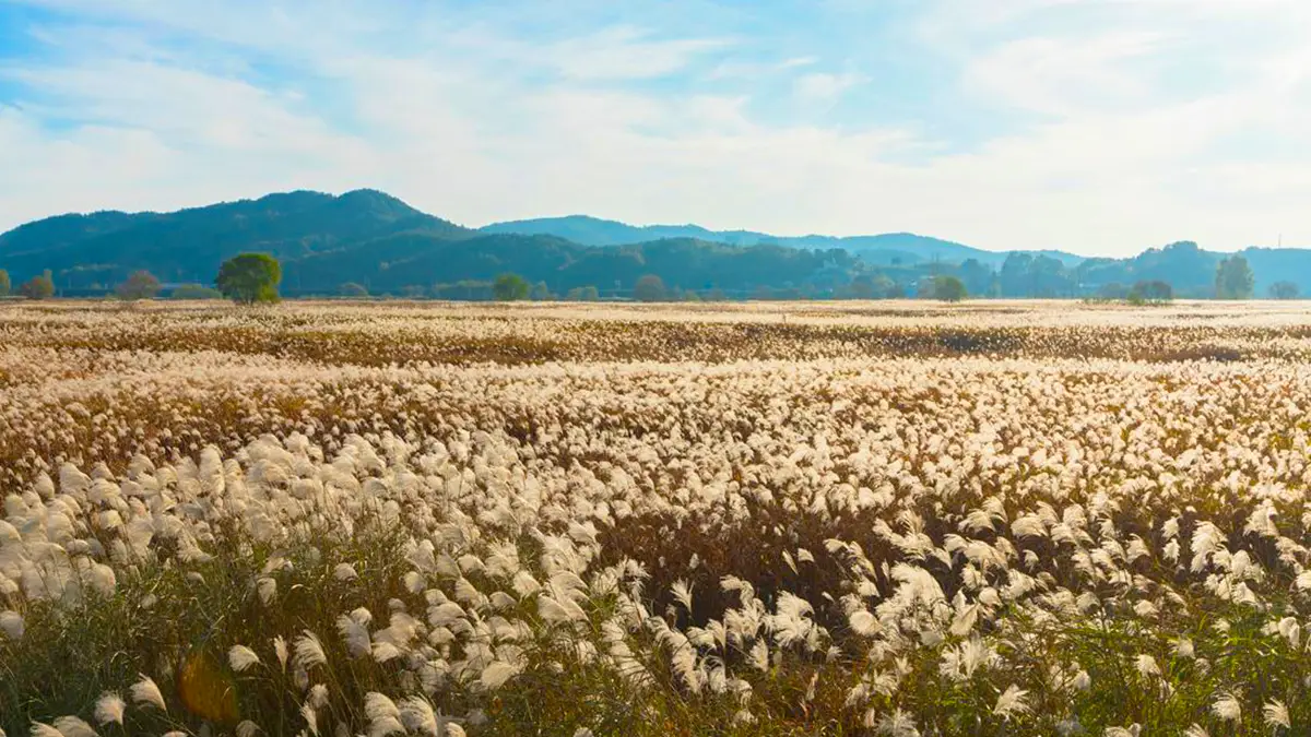 부여 나래공원 억새