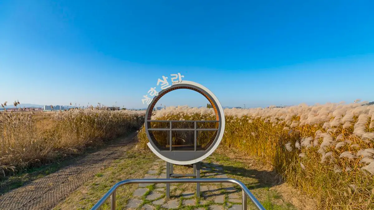 부여 나래공원 억새 군락지 부여 나래공원 억새 군락지