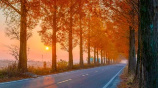 창원 죽동마을 메타세쿼이아