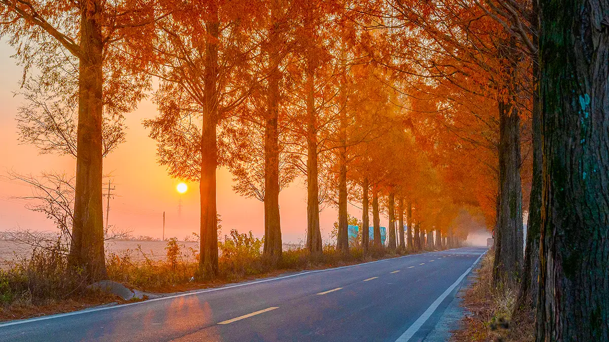 창원 죽동마을 메타세쿼이아