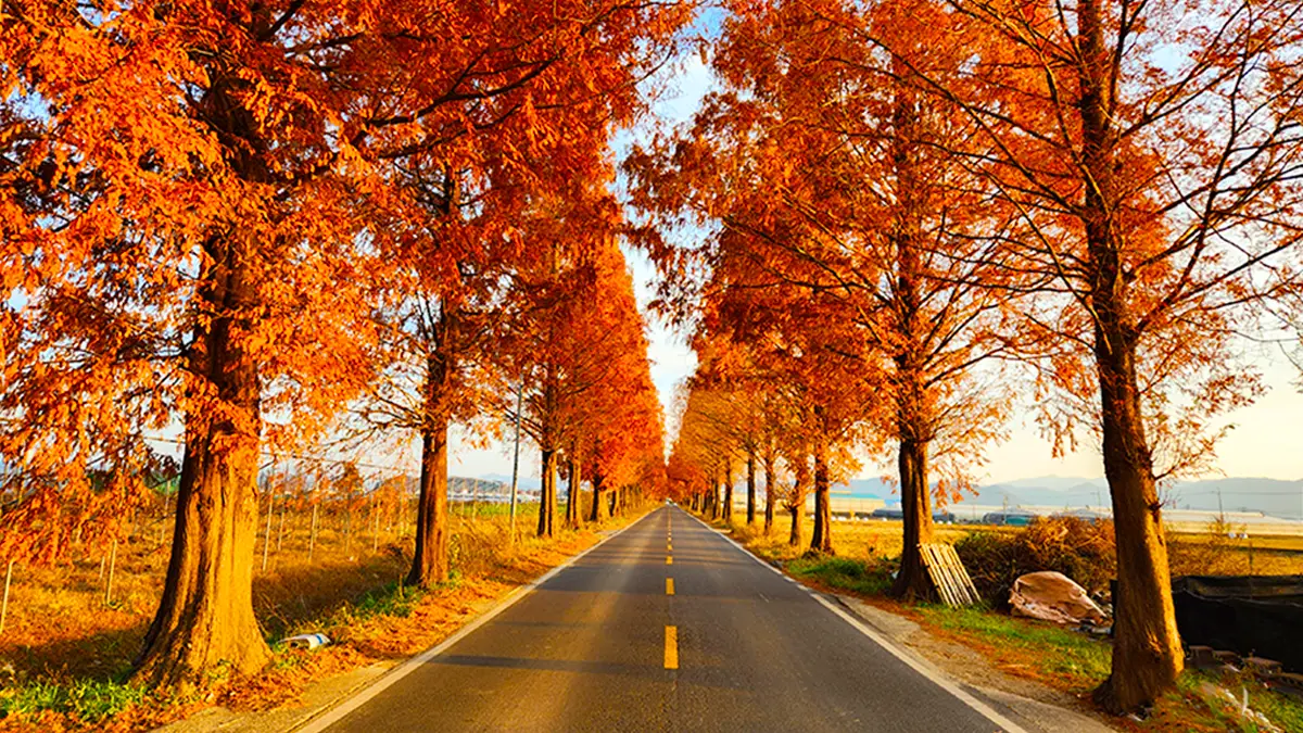 죽동마을 메타세쿼이아길