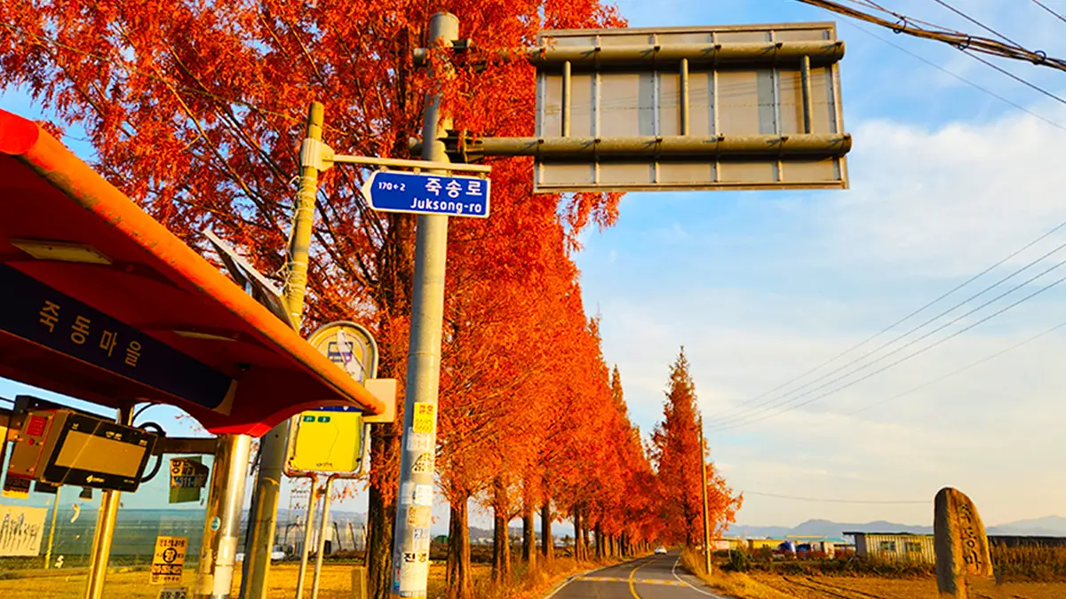 죽동마을 가을 메타세쿼이아길 죽동마을 가을 메타세쿼이아길