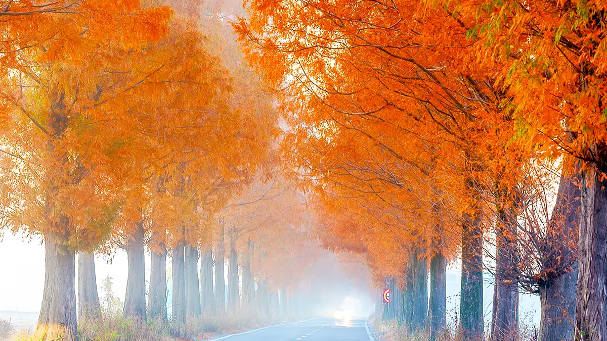 죽동마을 메타세쿼이아 죽동마을 메타세쿼이아