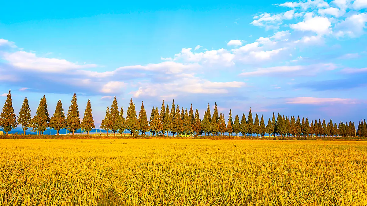 죽동마을 메타세쿼이아 드라이브 죽동마을 메타세쿼이아 드라이브
