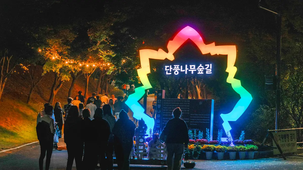 단풍나무숲길 야간개장