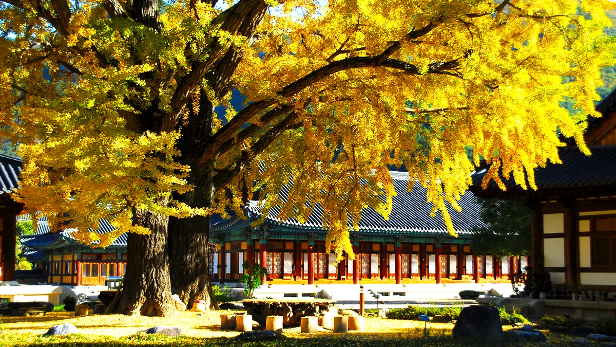 운문사 은행나무