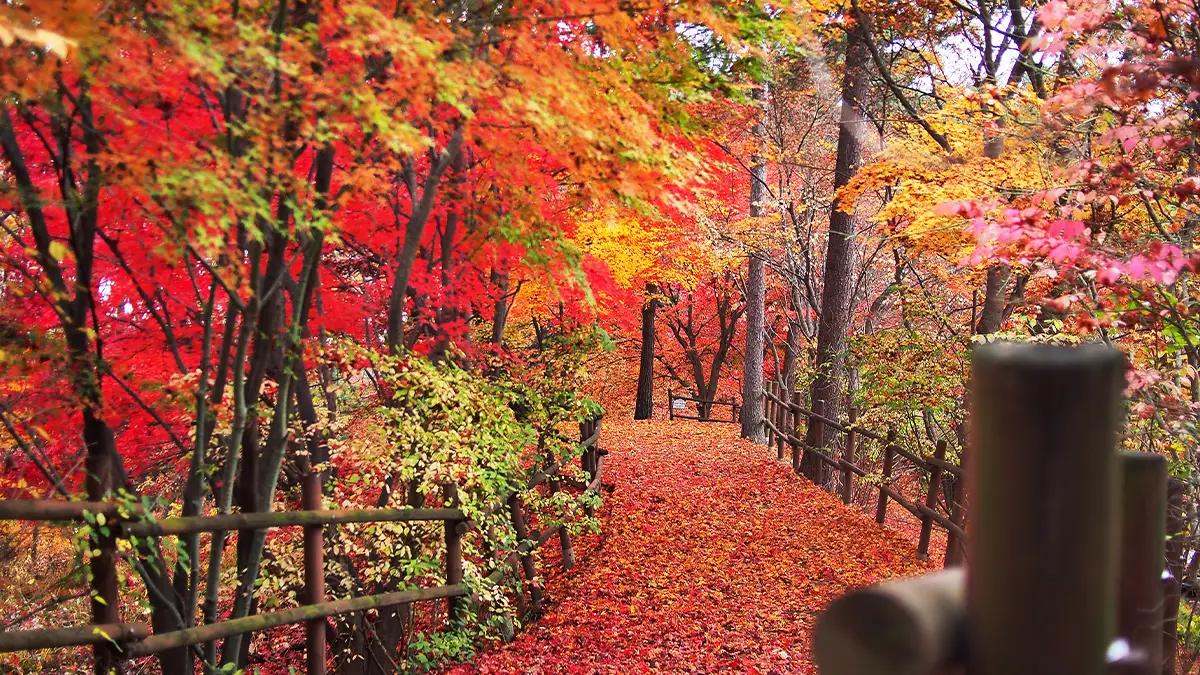 청남대 가을 단풍 청남대 가을 단풍