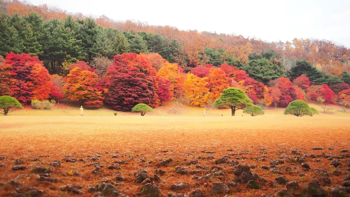 청남대 단풍 청남대 단풍