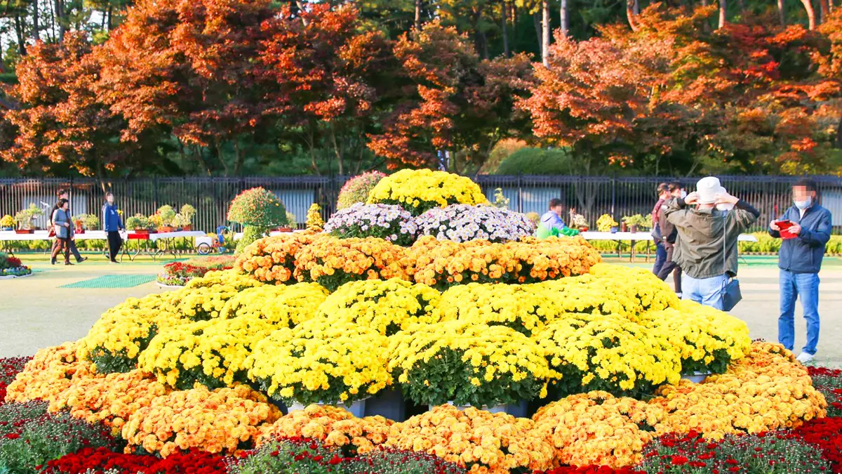 청남대 가을 축제 청남대 가을 축제