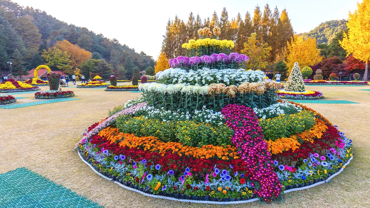 청남대 가을축제 국화 청남대 가을축제 국화