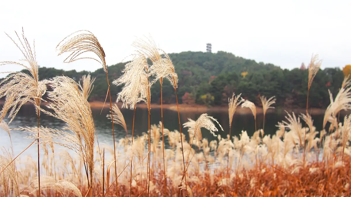 대청호 억새 대청호 억새