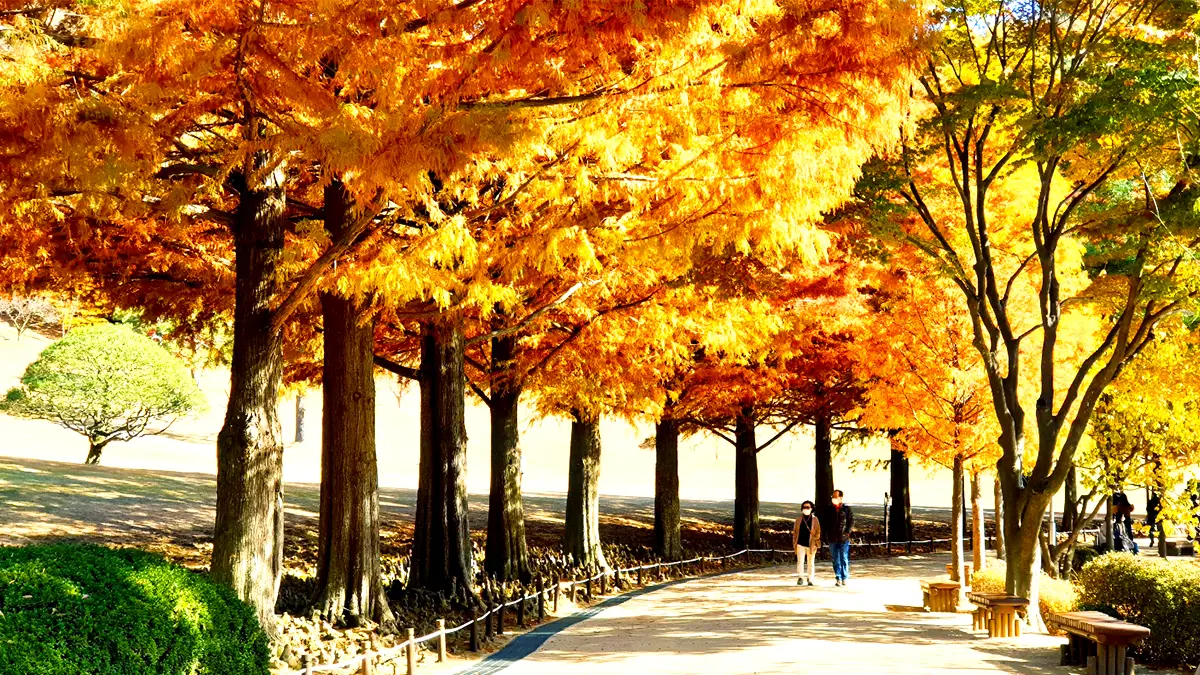청남대 메타세쿼이아 단풍 청남대 메타세쿼이아 단풍