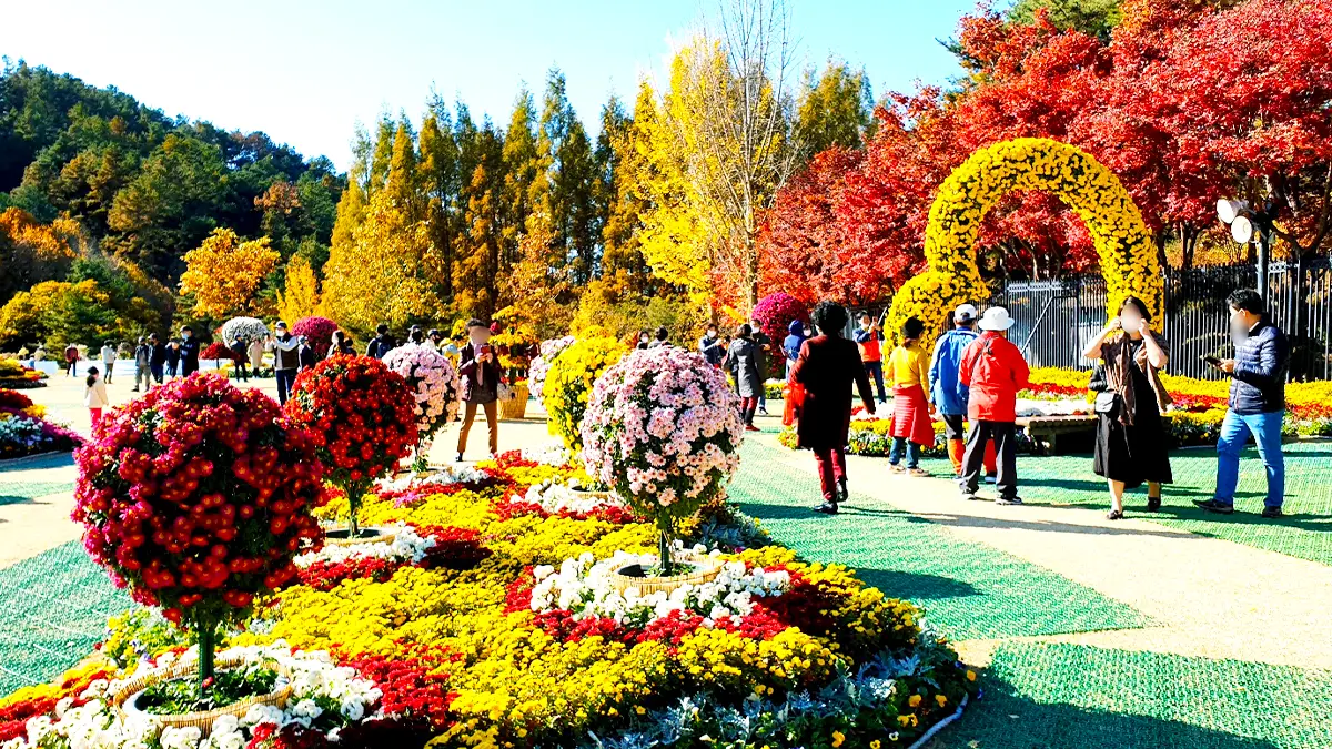 청남대 가을축제 국화 청남대 가을축제 국화