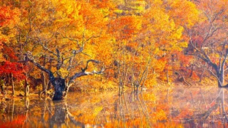 청송 주산지 가을 전경