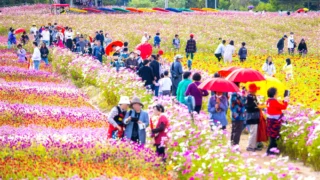 철원 고석정 꽃밭