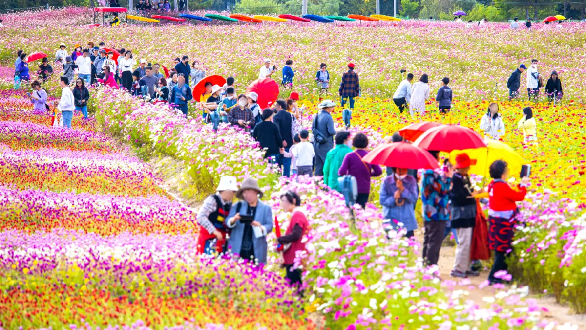 철원 고석정 꽃밭