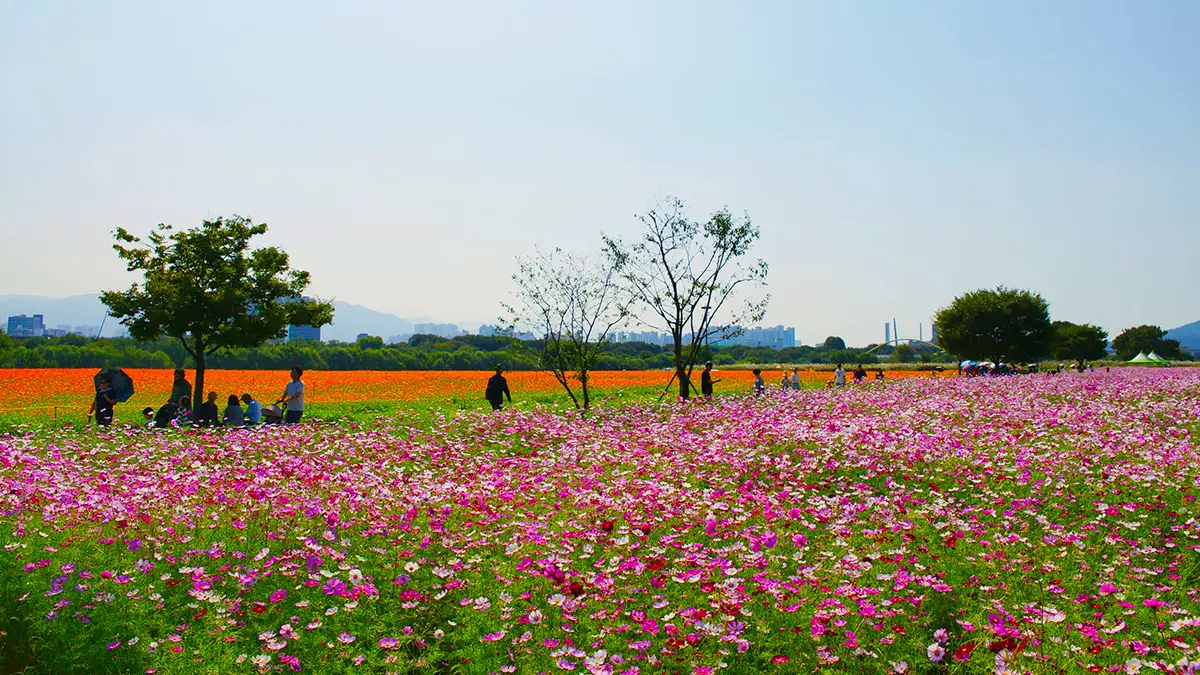 대구 금호꽃섬 대구 금호꽃섬