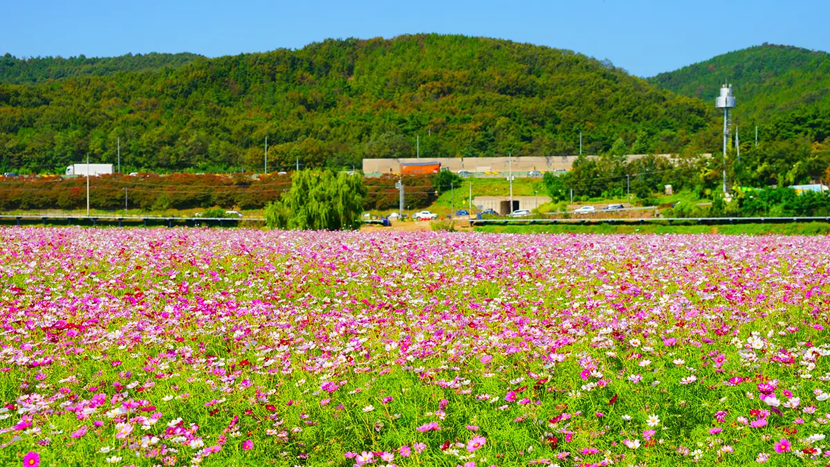 대구 금호꽃섬 코스모스 대구 금호꽃섬 코스모스