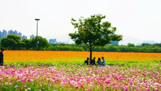 대구 하중도 금호꽃섬