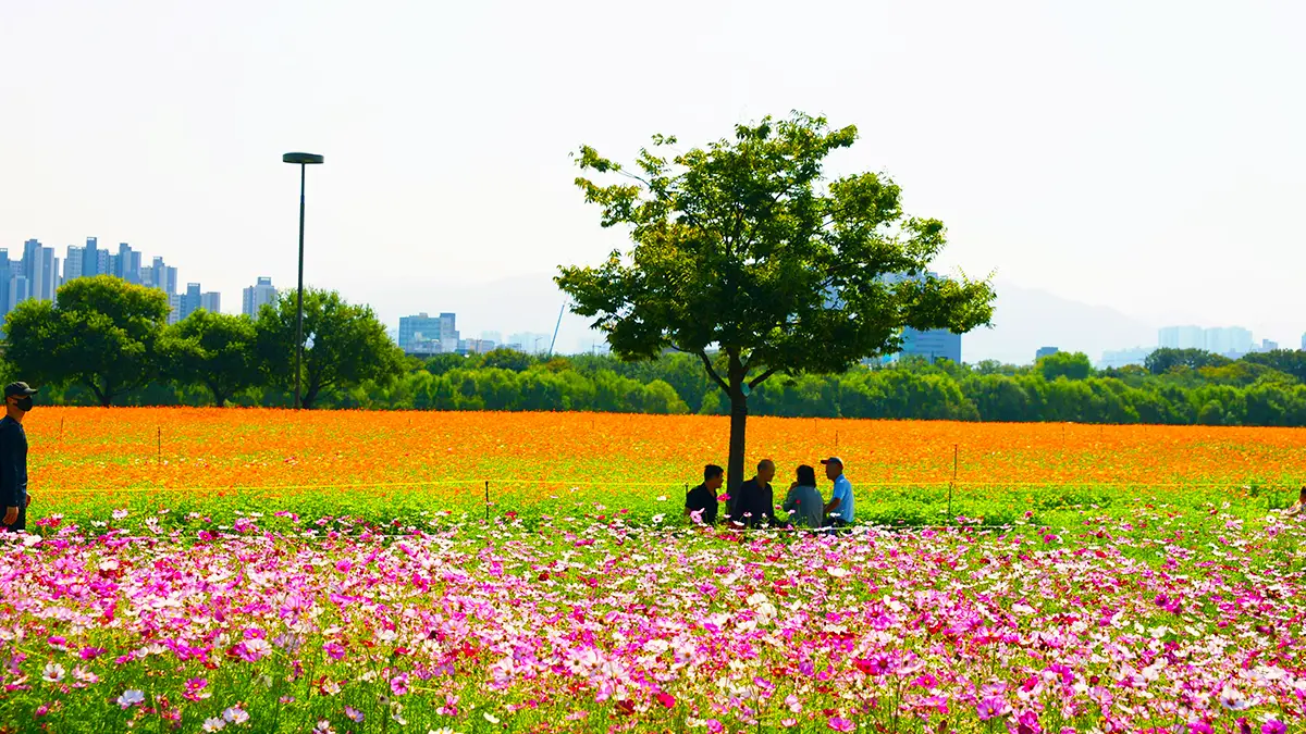 대구 하중도 금호꽃섬
