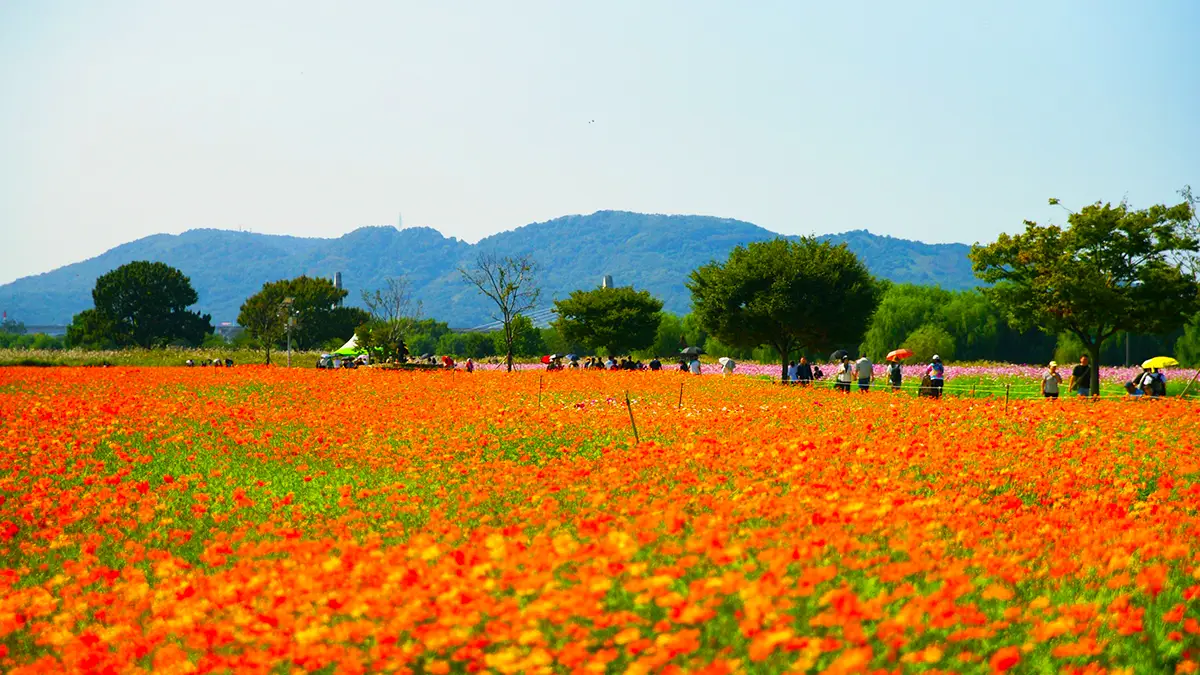 대구 하중도 금호꽃섬 황화코스모스 대구 하중도 금호꽃섬 황화코스모스