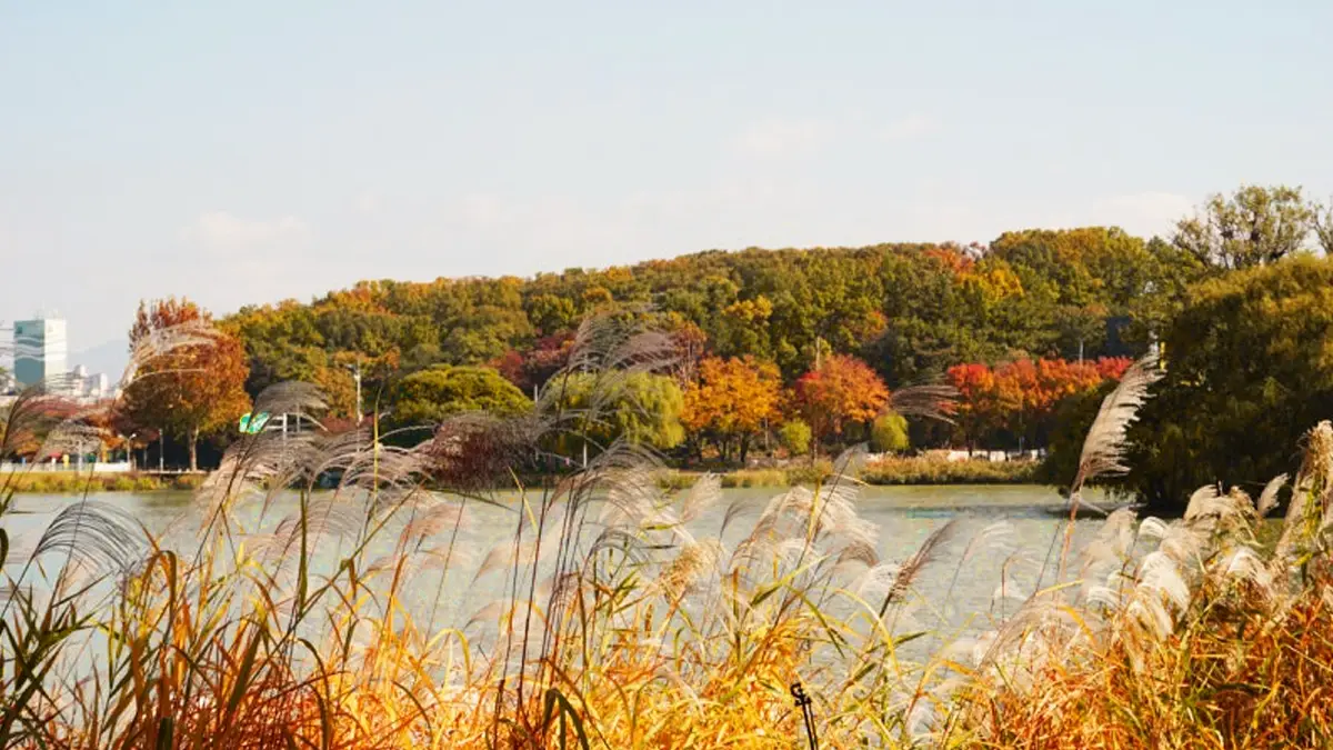 수성못 단풍 억새