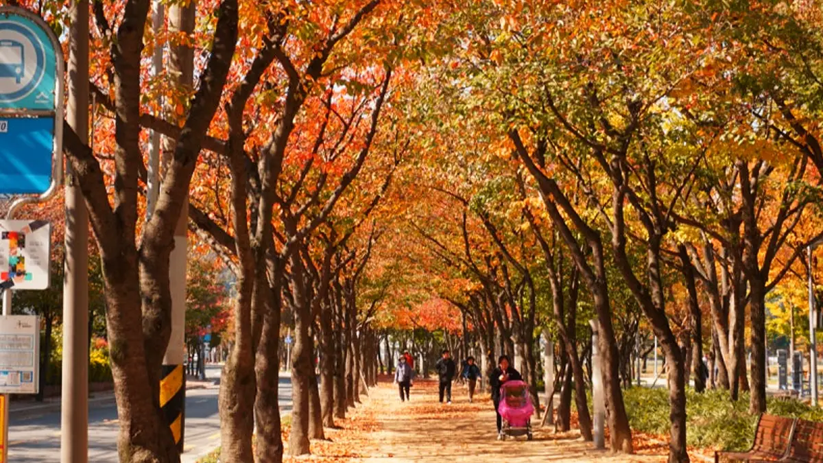 수성못 단풍 산책로
