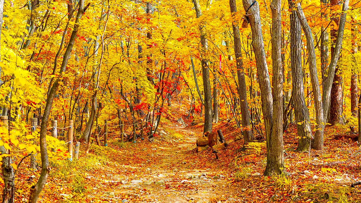 대관령 옛길 트레킹