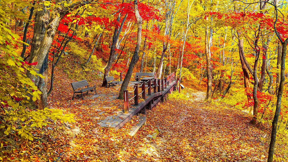 대관령 옛길 단풍