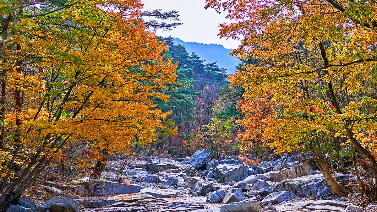 대관령 옛길 가을 전경