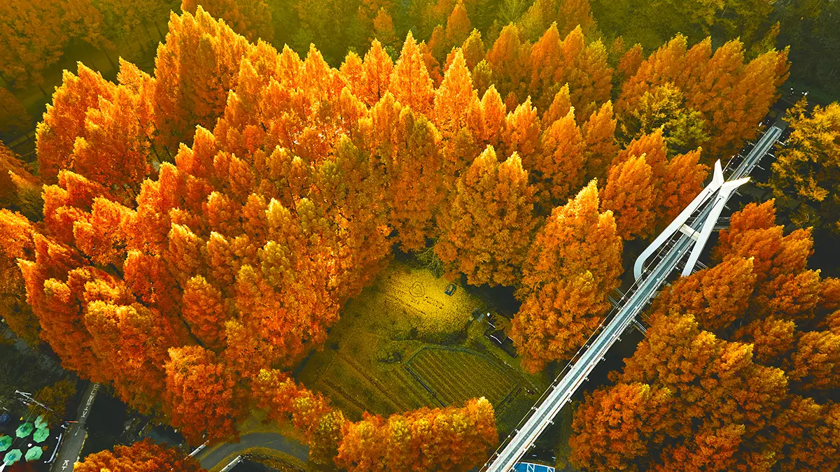 장태산 자연휴양림 항공