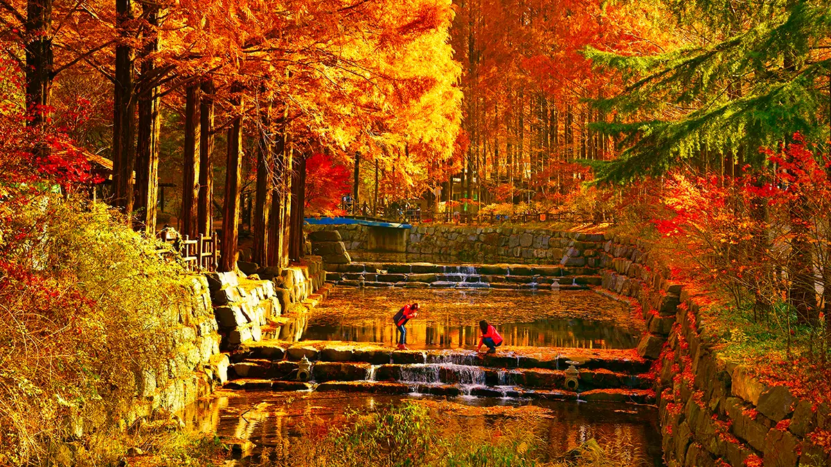 장태산 자연휴양림 가을 풍경