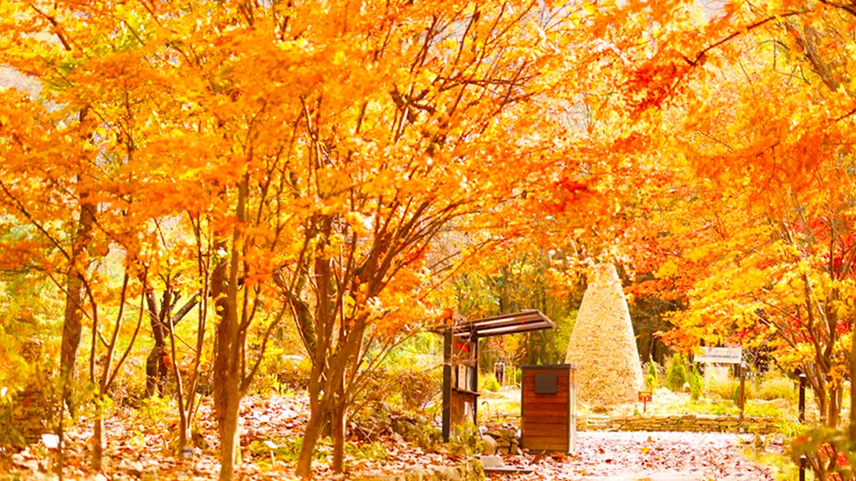 대전 상소동 산림욕장 대전 상소동 산림욕장