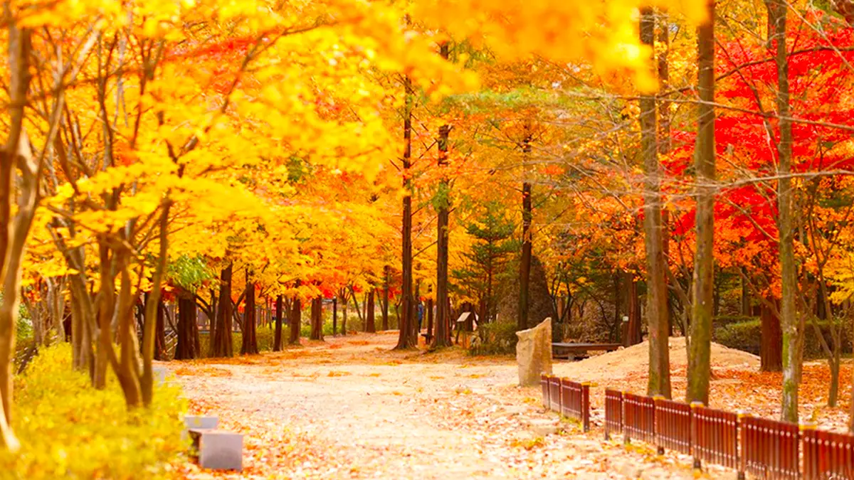 대전 상소동 산림욕장 가을 대전 상소동 산림욕장 가을