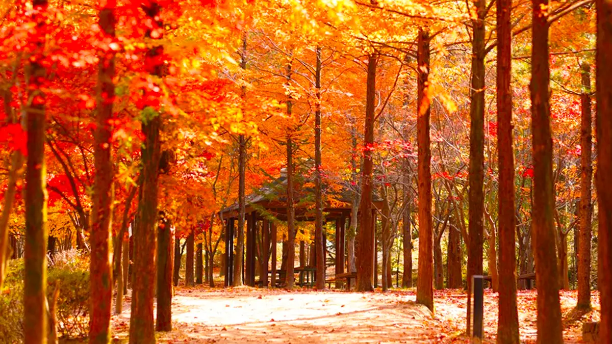 상소동 산림욕장 가을 절경 상소동 산림욕장 가을 절경