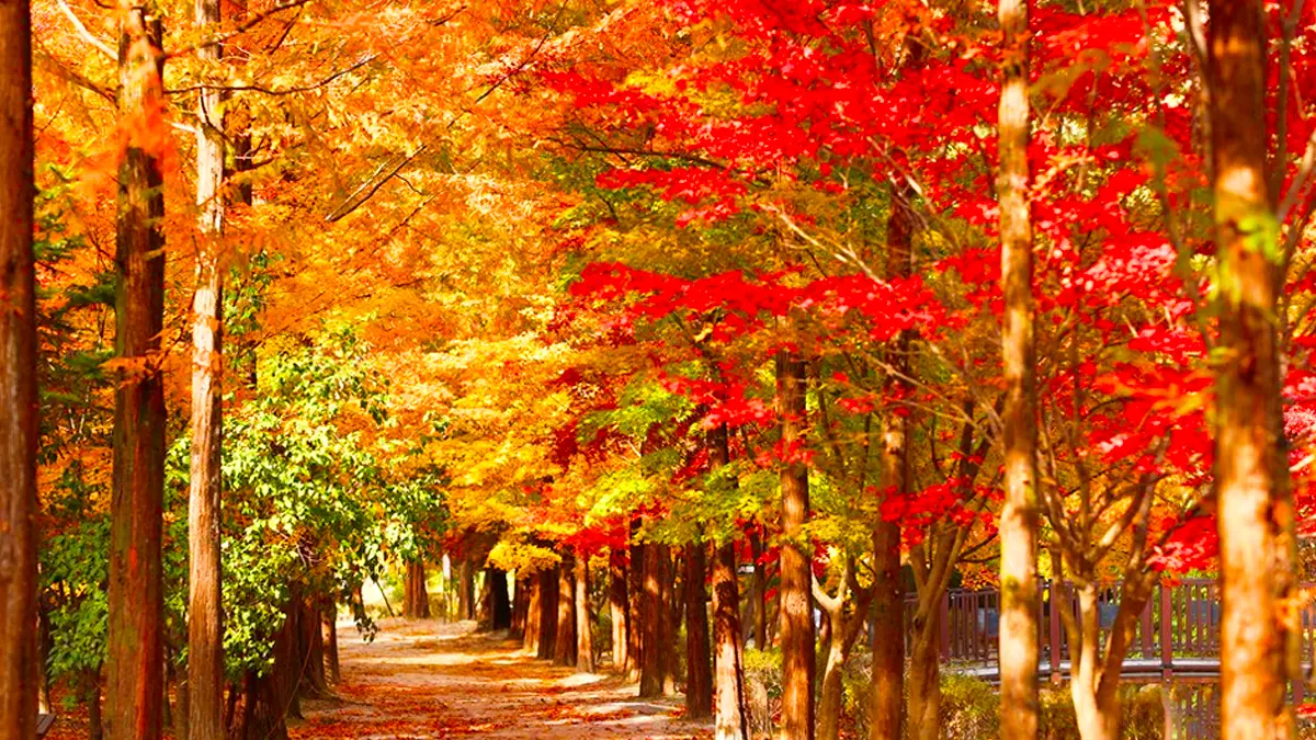 상소동 산림욕장 가을 단풍 상소동 산림욕장 가을 단풍