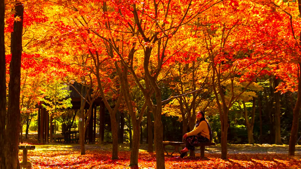 대전 상소동 산림욕장 단풍 대전 상소동 산림욕장 단풍