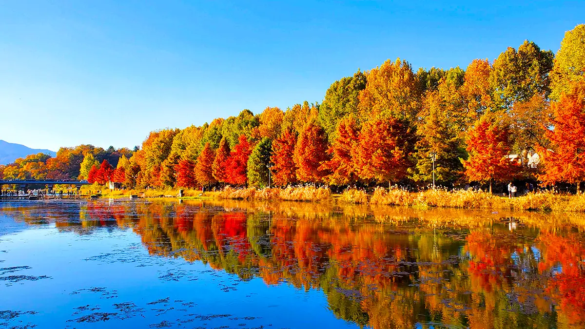 관방제림 가을 관방제림 가을