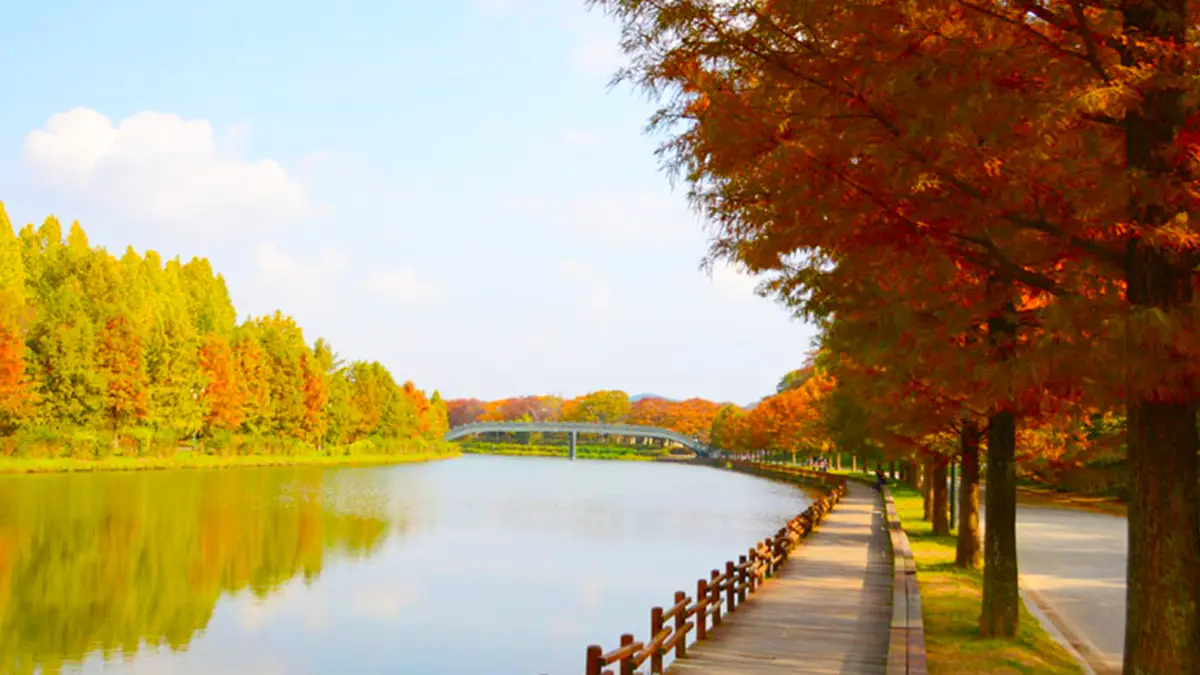 담양 관방제림 가을 담양 관방제림 가을