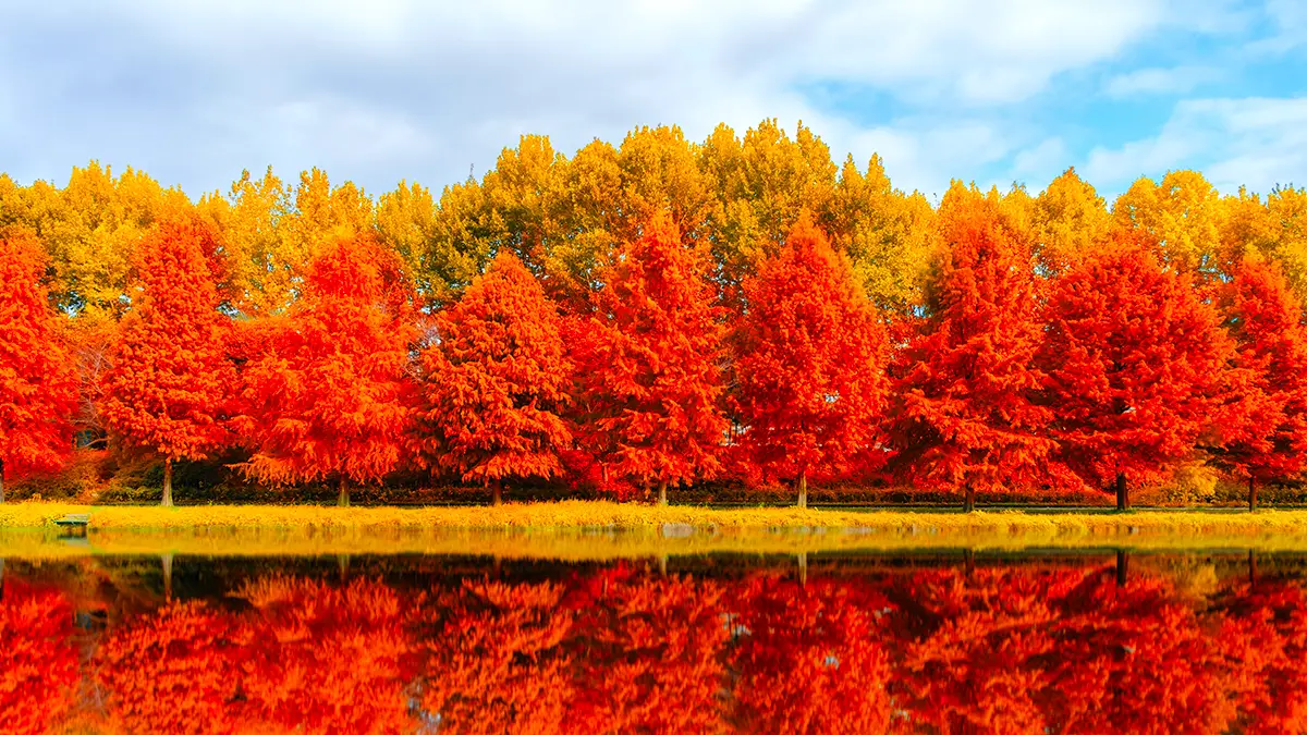 담양 관방제림 담양 관방제림
