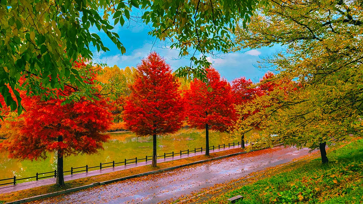 관방제림 단풍길 관방제림 단풍길