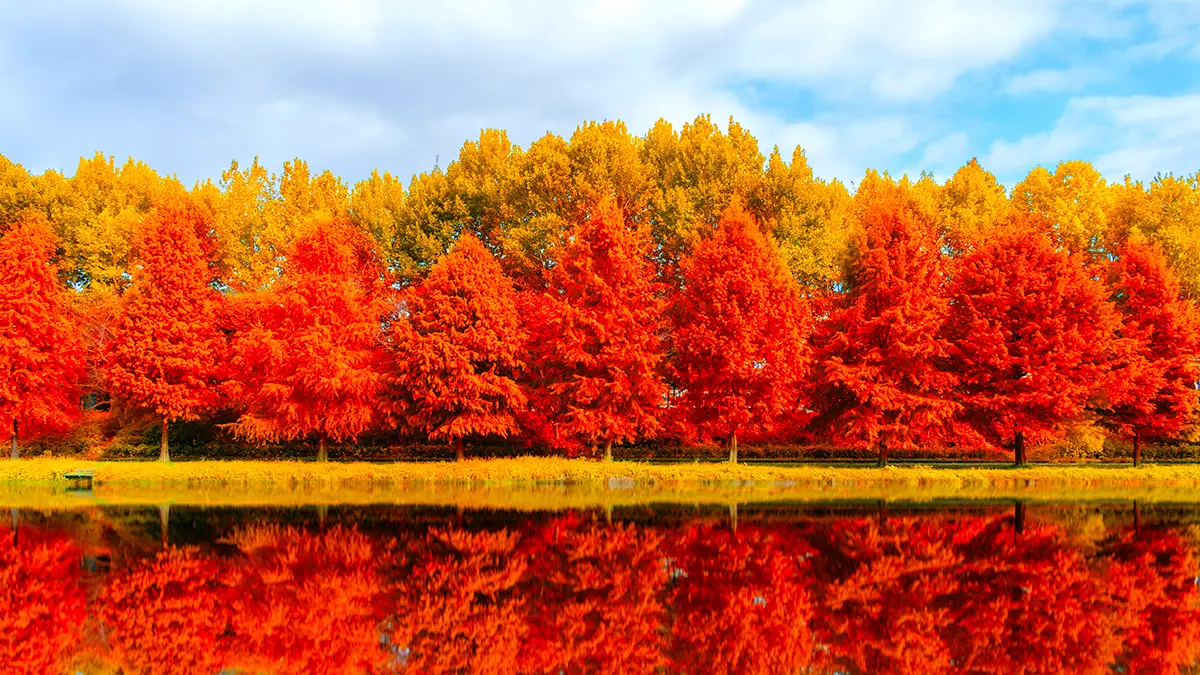 담양 관방제림 단풍 담양 관방제림 단풍