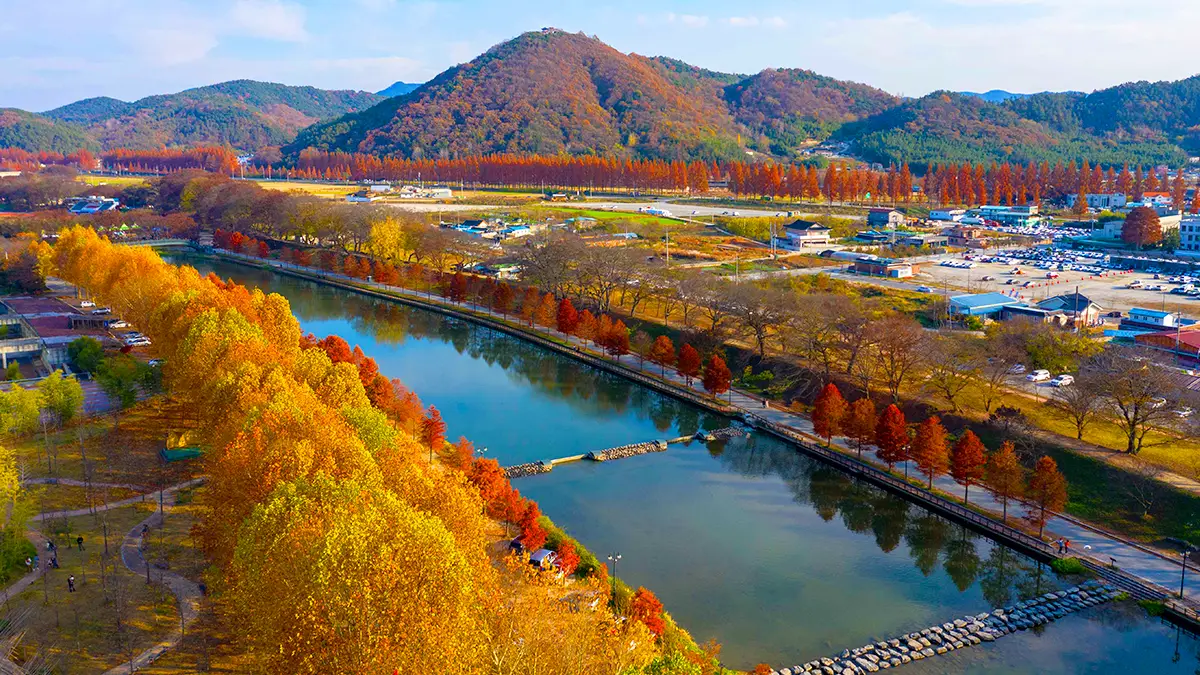 담양 관방제림 항공샷 담양 관방제림 항공샷