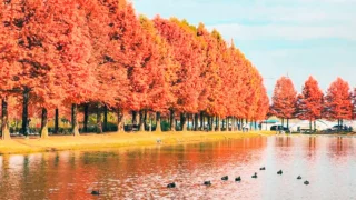 담양 메타세쿼이아길 단풍