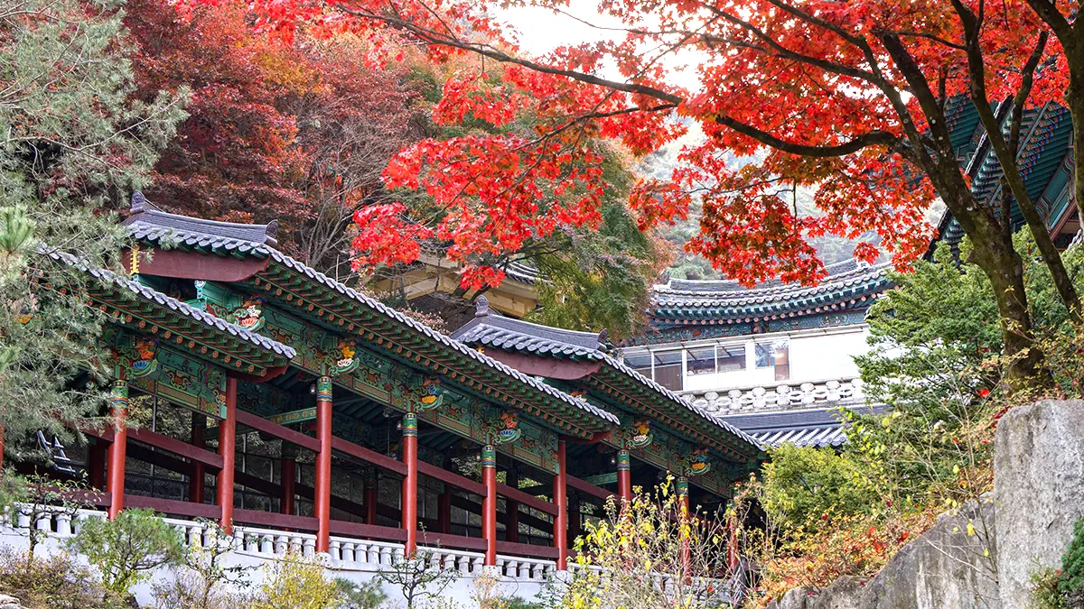 구인사 단풍 구인사 단풍