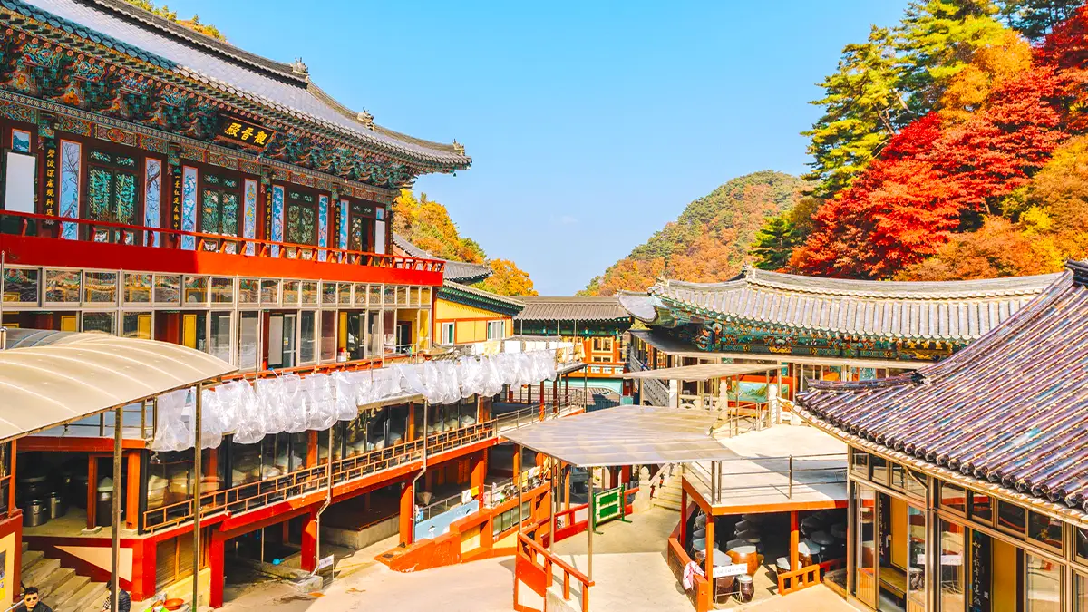 구인사 단풍 모습 구인사 단풍 모습