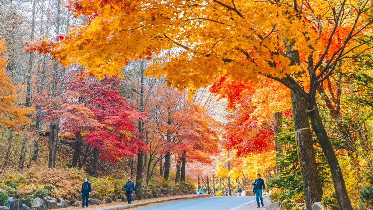 구인사 단풍나무 구인사 단풍나무