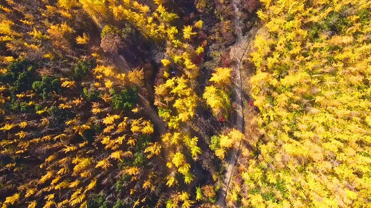 에버랜드 은행나무숲 전경 에버랜드 은행나무숲 전경